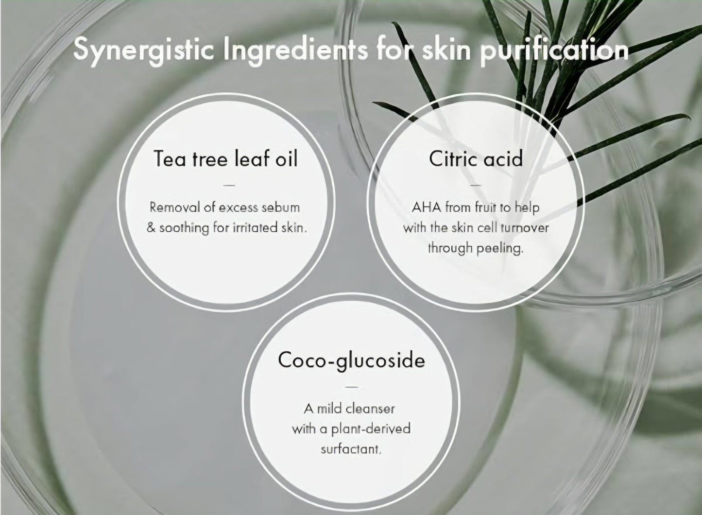 Dr. Ceuracle : Tea Tree Purifine Cleansing Foam